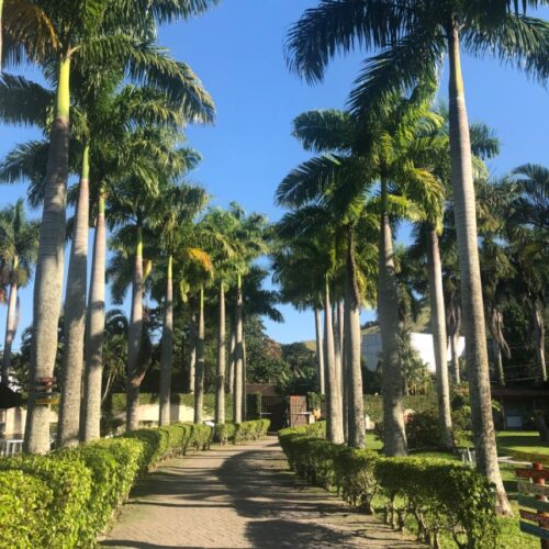 Avenue and  plam trees