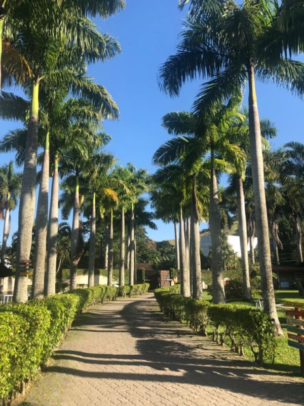 Avenue and  plam trees