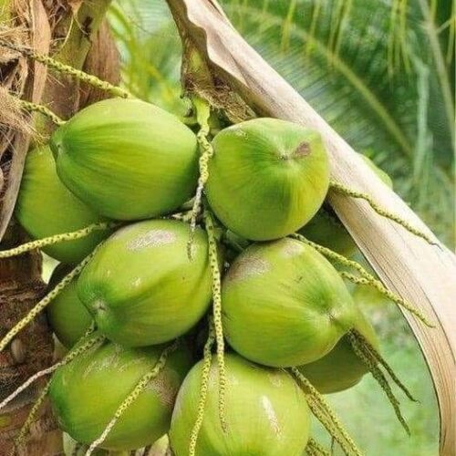 Hybrid Coconut