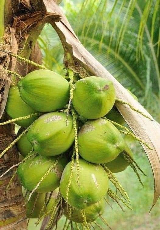Hybrid Coconut