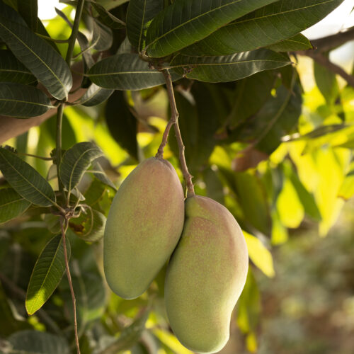 Mango Plant
