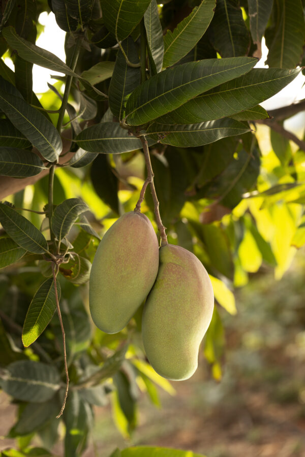Mango Plant