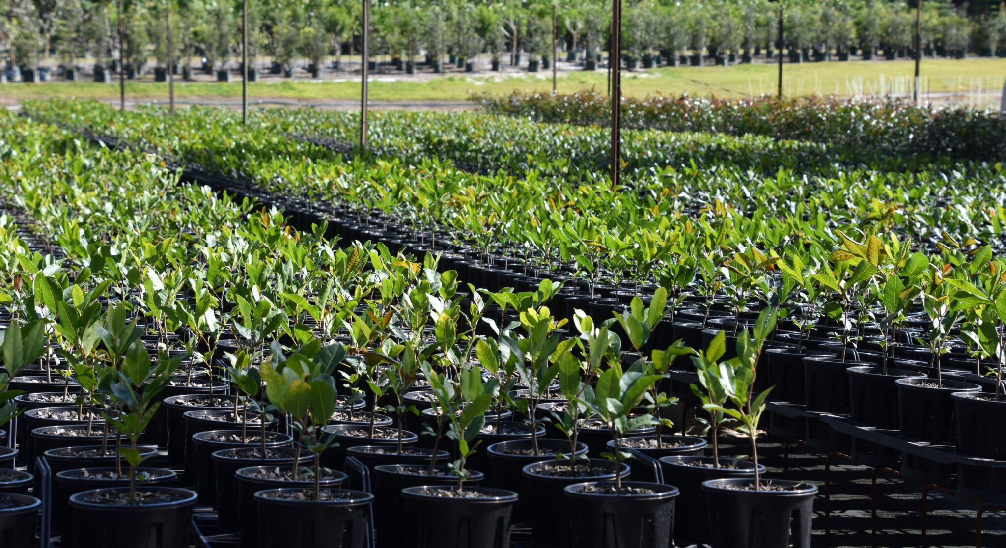 Contract growing – pavanaputranursery.com